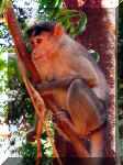 Goa_03.JPG (125336 bytes)