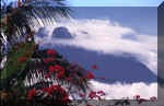 Mount_Kinabalu_3.JPG (51495 bytes)
