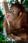 Orangutan-1.JPG (70726 bytes)