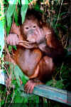 Orangutan-2.JPG (85779 bytes)