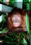 Orangutan-3.JPG (68270 bytes)