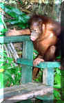 Orangutan-4.JPG (82753 bytes)