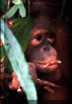 Orangutan-5.JPG (48097 bytes)